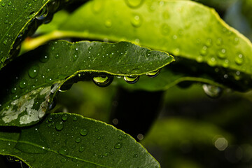 Hojas con gotas de rocío.