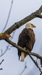Bald eagle perched on a tree branch