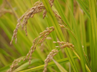 収穫の時期を迎えた稲穂