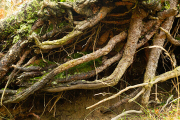 roots of a tree outside the earth
