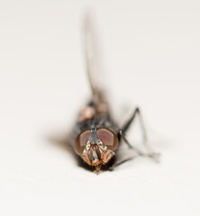 dead fly on white table close-up
