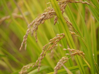 収穫の時期を迎えた稲穂