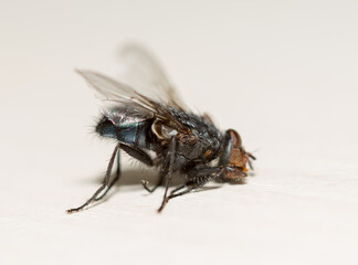 dead fly on white table close-up