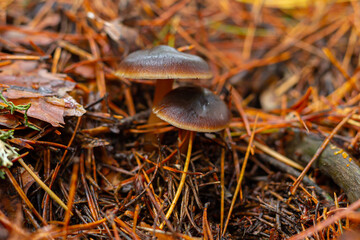 wild colored mushrooms that grow in autumn in the sierra de guadarrama