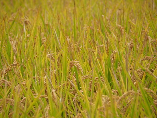 収穫の時期を迎えた稲