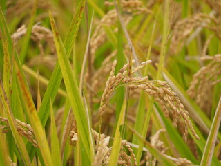 収穫の時期を迎えた稲穂