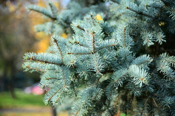 Branches of blue fir-tree are in a park