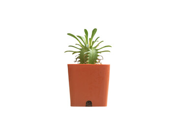 Mini Cactus on White background  isolated this has clipping path.