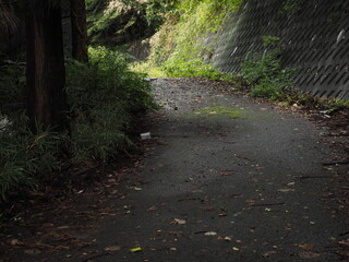 暗いアスファルトの山道