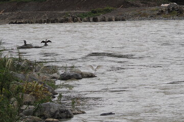 サギたちと鵜