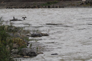 サギたちと鵜