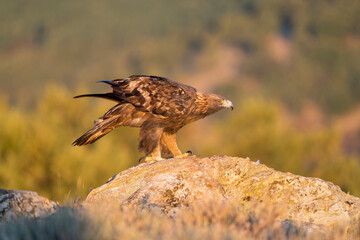 Aguila real )Aquila chrysaetos, Sierra de Guadarrama, Madrid, España