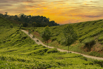 Landscape of mountain and tea plantation during sunrise.