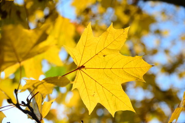 Yellow and orange leaves of maple in the sunny light on a background blue sky