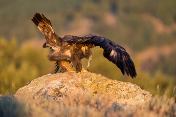 Aguila real )Aquila chrysaetos, Sierra de Guadarrama, Madrid, España