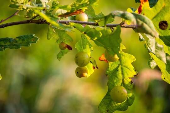 Green balls (Oak apple, oak gall) on oak leaves in which an insect gall wasp (Cynips quercusfolii) develops