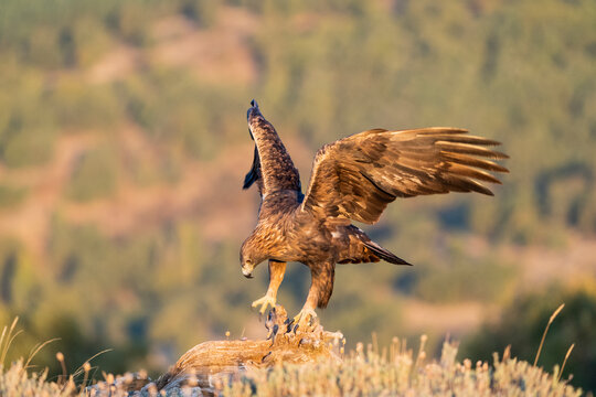 Aguila real )Aquila chrysaetos, Sierra de Guadarrama, Madrid, España