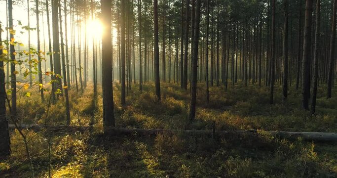 Sun shining behind the trees in forest at sunrise