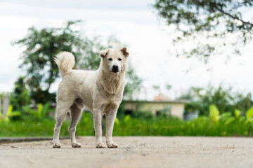 A white stray dog stands on a street inside the village.