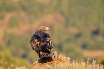 Aguila real )Aquila chrysaetos, Sierra de Guadarrama, Madrid, España