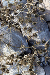 plant on a rock in nature