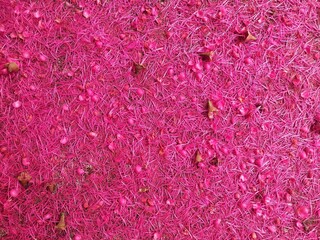 Pink pollen falls on the cement floor.