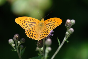 closeup of orange butterfly (silver-washed fritillary) on a thistle