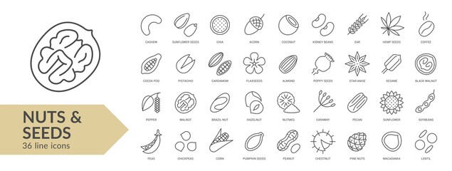 Nuts & seeds line icon set. Isolated signs on white background. Vector illustration. Collection