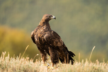 Aguila real )Aquila chrysaetos, Sierra de Guadarrama, Madrid, España