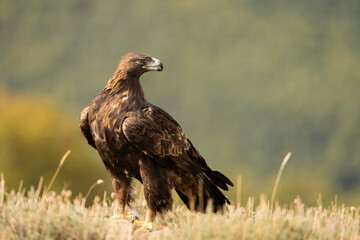 Aguila real )Aquila chrysaetos, Sierra de Guadarrama, Madrid, España