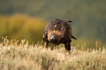 Aguila real )Aquila chrysaetos, Sierra de Guadarrama, Madrid, España