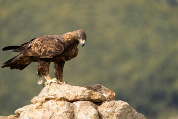 Aguila real )Aquila chrysaetos, Sierra de Guadarrama, Madrid, España
