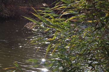 Reeds at the river.