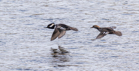Two hooded mergansers in flight over water