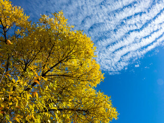autumn yellow tree against the blue sky