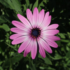 Fototapeta premium 꽃