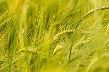 Closeup of a blurry wheat field.