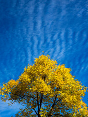 autumn yellow tree against the blue sky_1