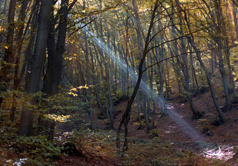 Sunbeam through the trees in the forest