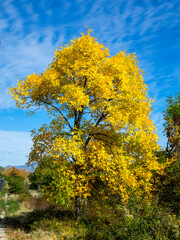 Fototapeta premium autumn yellow tree against the blue sky_2
