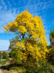 autumn yellow tree against the blue sky_2