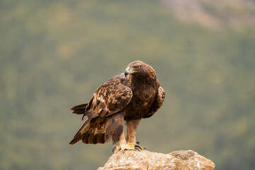 Aguila real )Aquila chrysaetos, Sierra de Guadarrama, Madrid, España