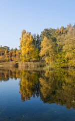 Obraz premium Fall in a forest in south Sweden close to a creek