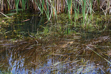 landscape with swamp, lake and rushes