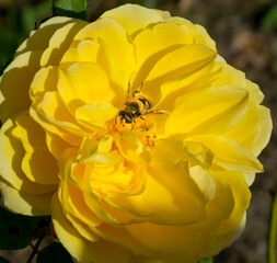 bee collects honey from a beautiful flower_1