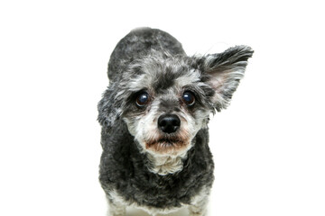 The cute crossbreed of shi tzu and poodle sitting and looking shy and funny. Isolated on a white background. 