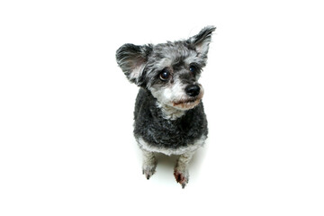 The cute crossbreed of shi tzu and poodle sitting and looking shy and funny. Isolated on a white background. 