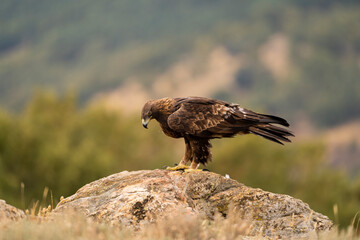 Aguila real )Aquila chrysaetos, Sierra de Guadarrama, Madrid, España
