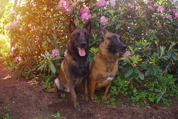 Two adorable Belgian Shepherd Malinois dogs posing together sitting near to a rhododendron bush with flowers in summer. Wide angle view