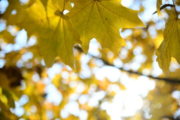 Yellow and orange leaves of maple in the sunny light on a background blue sky